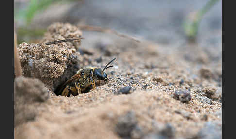 Gewöhnliche Furchenbiene (Halictus simplex)