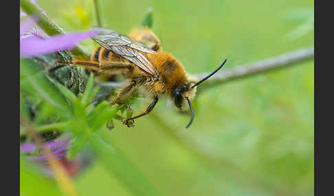 Hosenbiene (Dasypoda hirtipes)