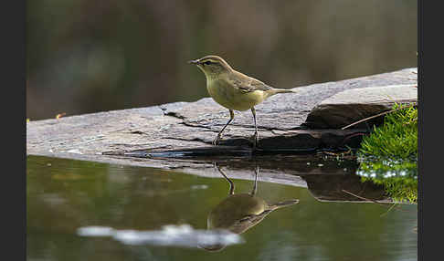 Fitislaubsänger (Phylloscopus trochilus)