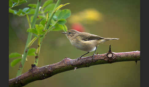 Fitislaubsänger (Phylloscopus trochilus)