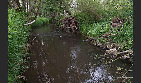 Thüringen (Thuringia)