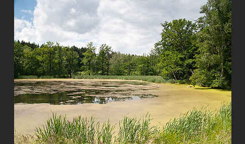 Thüringen (Thuringia)