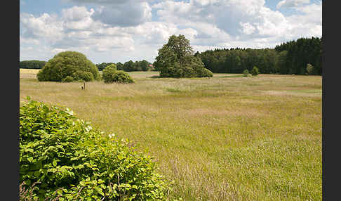 Thüringen (Thuringia)