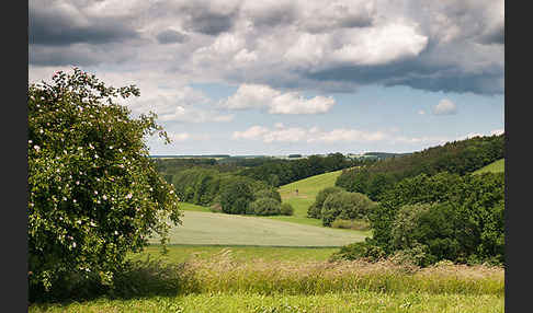 Thüringen (Thuringia)