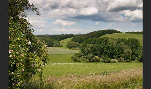 Thüringen (Thuringia)