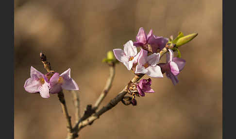 Seidelbast (Daphne mezereum)