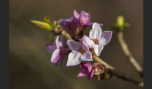 Seidelbast (Daphne mezereum)