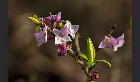 Seidelbast (Daphne mezereum)