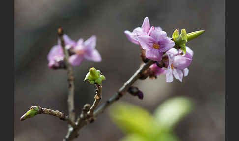 Seidelbast (Daphne mezereum)