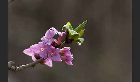 Seidelbast (Daphne mezereum)