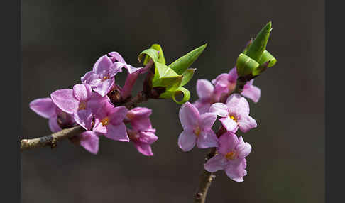 Seidelbast (Daphne mezereum)