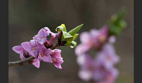 Seidelbast (Daphne mezereum)