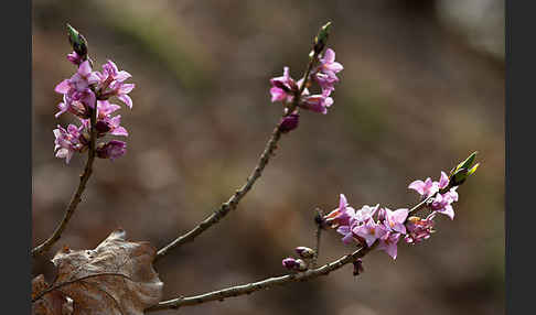 Seidelbast (Daphne mezereum)