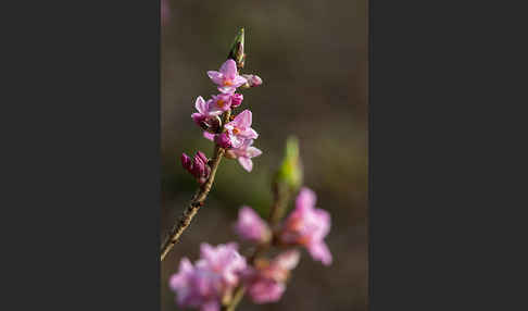 Seidelbast (Daphne mezereum)