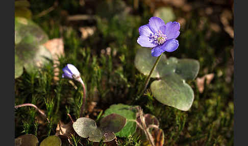 Leberblümchen (Hepatica nobilis)