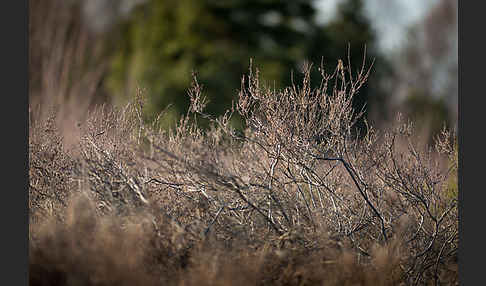 Heidekraut (Calluna vulgaris)