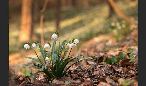 Frühlings-Knotenblume (Leucojum vernum)