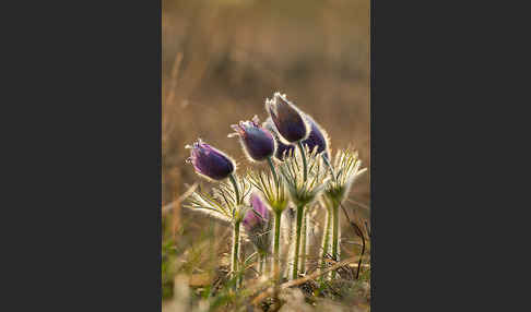 Gemeine Kuhschelle (Pulsatilla vulgaris)