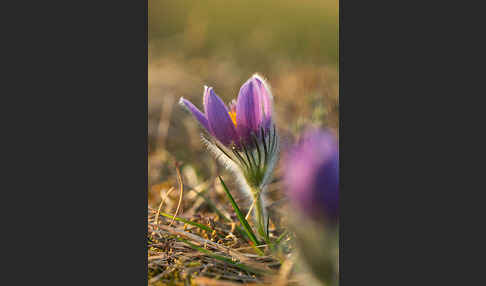 Gemeine Kuhschelle (Pulsatilla vulgaris)