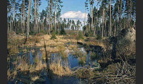 Thüringen (Thuringia)