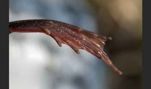 Springfrosch (Rana dalmatina)