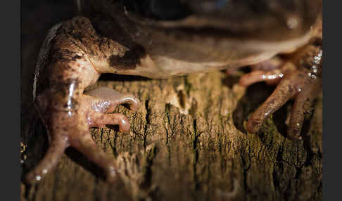 Springfrosch (Rana dalmatina)