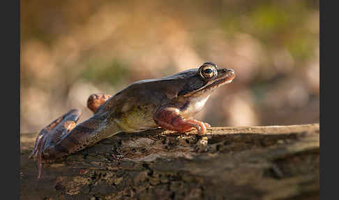 Springfrosch (Rana dalmatina)