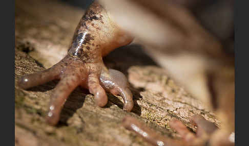 Springfrosch (Rana dalmatina)