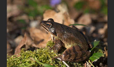 Springfrosch (Rana dalmatina)