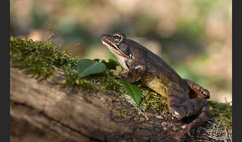 Springfrosch (Rana dalmatina)