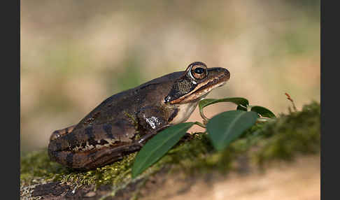 Springfrosch (Rana dalmatina)