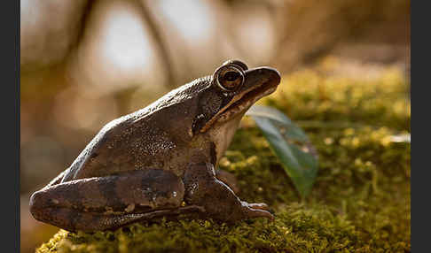 Springfrosch (Rana dalmatina)