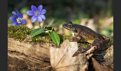 Springfrosch (Rana dalmatina)