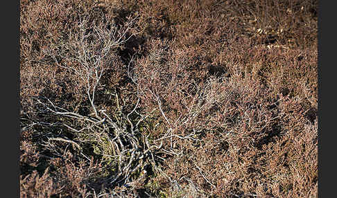 Heidekraut (Calluna vulgaris)