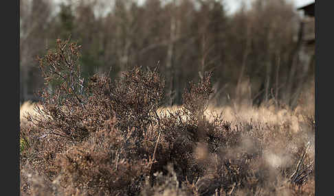 Heidekraut (Calluna vulgaris)