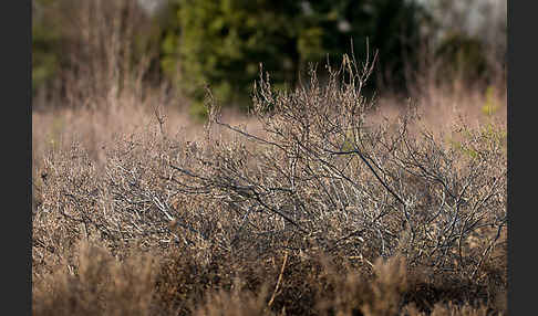 Heidekraut (Calluna vulgaris)