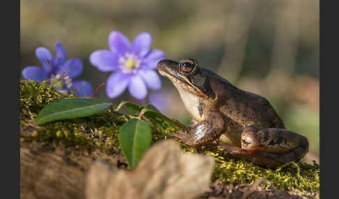 Springfrosch (Rana dalmatina)