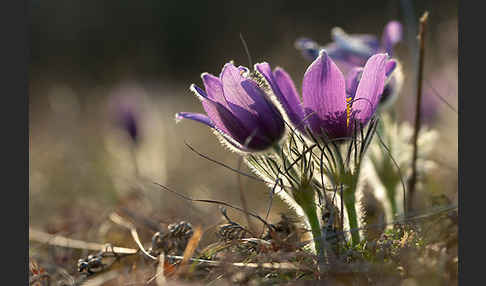 Gemeine Kuhschelle (Pulsatilla vulgaris)