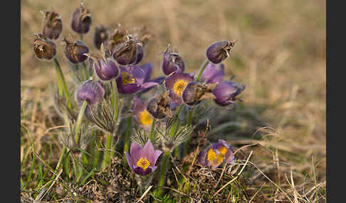 Gemeine Kuhschelle (Pulsatilla vulgaris)