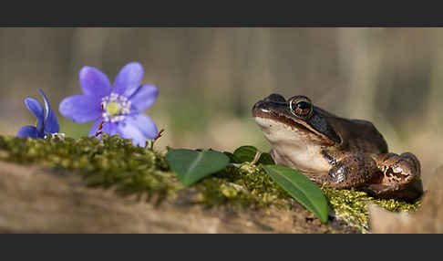 Springfrosch (Rana dalmatina)