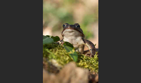 Springfrosch (Rana dalmatina)