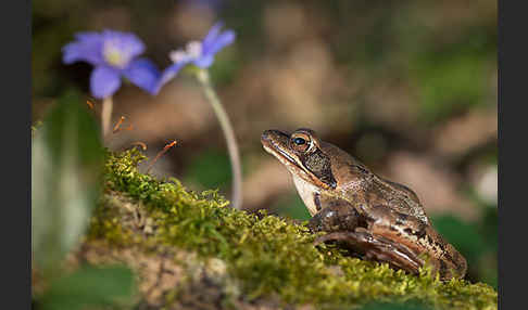 Springfrosch (Rana dalmatina)