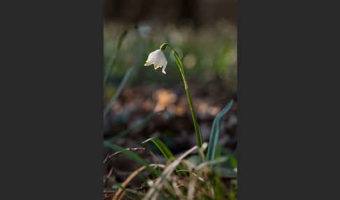 Frühlings-Knotenblume (Leucojum vernum)