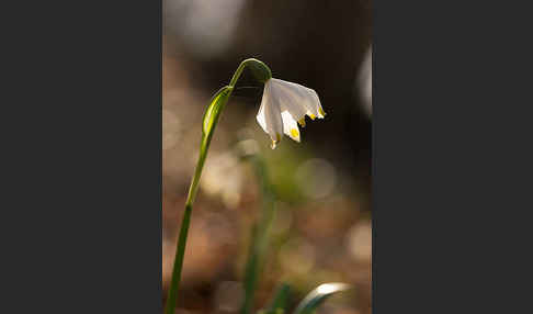 Frühlings-Knotenblume (Leucojum vernum)