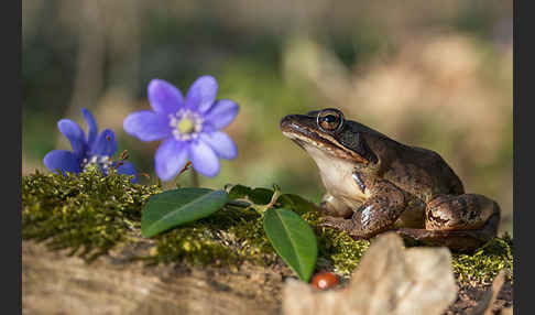 Springfrosch (Rana dalmatina)