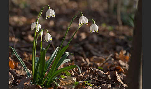 Frühlings-Knotenblume (Leucojum vernum)