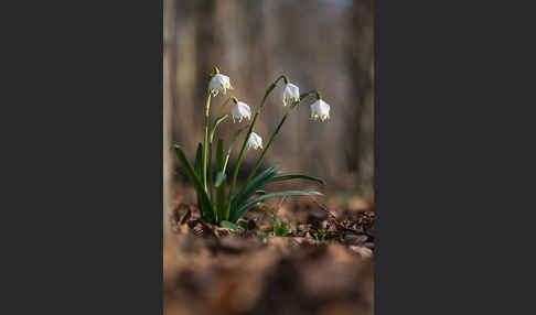 Frühlings-Knotenblume (Leucojum vernum)