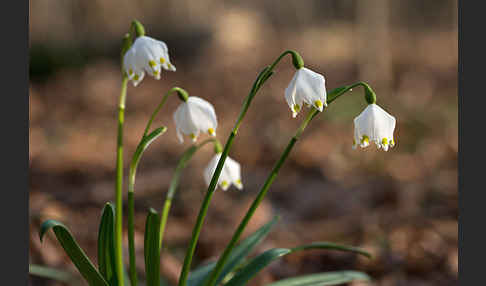 Frühlings-Knotenblume (Leucojum vernum)