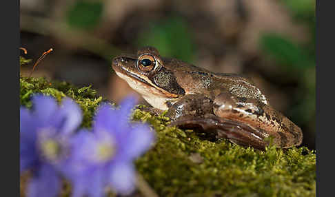 Springfrosch (Rana dalmatina)