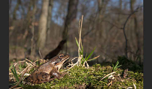 Springfrosch (Rana dalmatina)